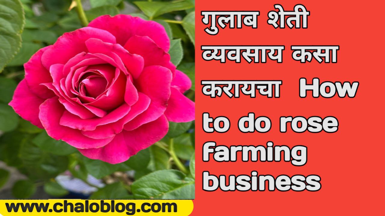 How to do rose farming business